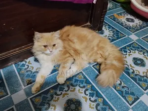 3-6 Months Female Purebred Persian
