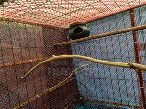 বড় পাখির খাচা