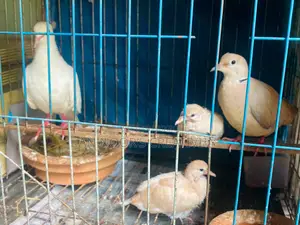 Running Dove Pair with 2 Chicks