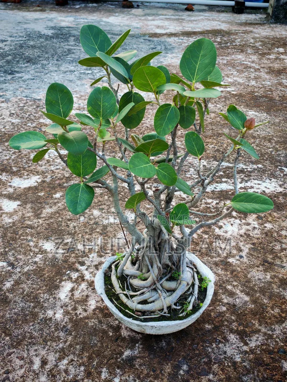 Bonsai Tree 4 Banyan Bonsai for 20,000 Taka