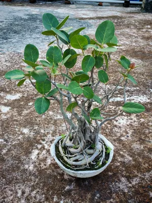 Bonsai Tree 4 Banyan Bonsai for 20,000 Taka