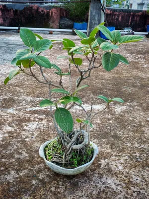 Bonsai Tree 4 Banyan Bonsai for 20,000 Taka