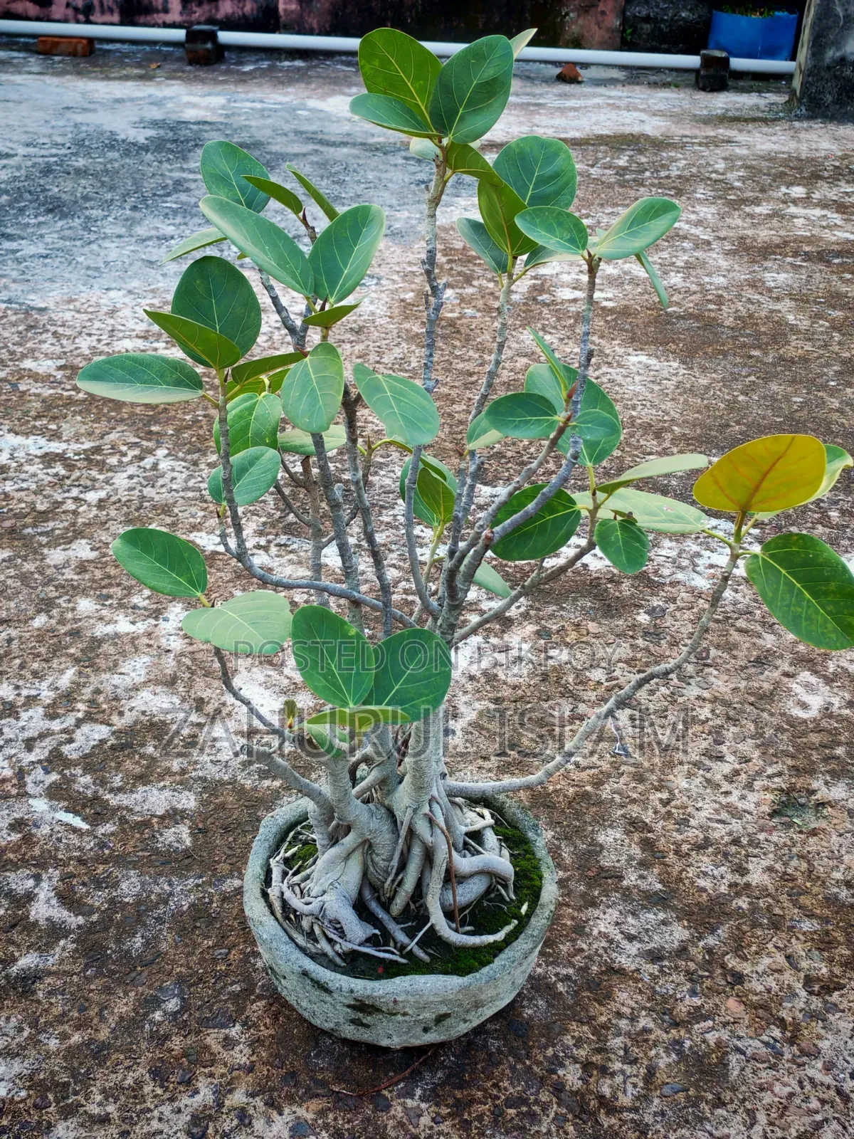 Bonsai Tree 4 Banyan Bonsai for 20,000 Taka