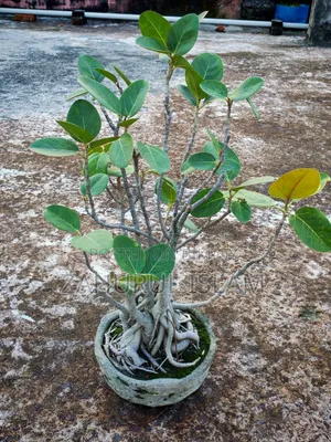 Bonsai Tree 4 Banyan Bonsai for 20,000 Taka