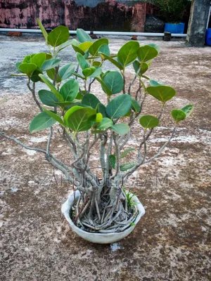 Bonsai Tree 4 Banyan Bonsai for 20,000 Taka
