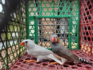 জাভা এবং ফিঞ্চ