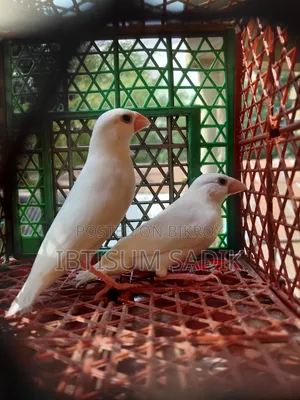 জাভা এবং ফিঞ্চ
