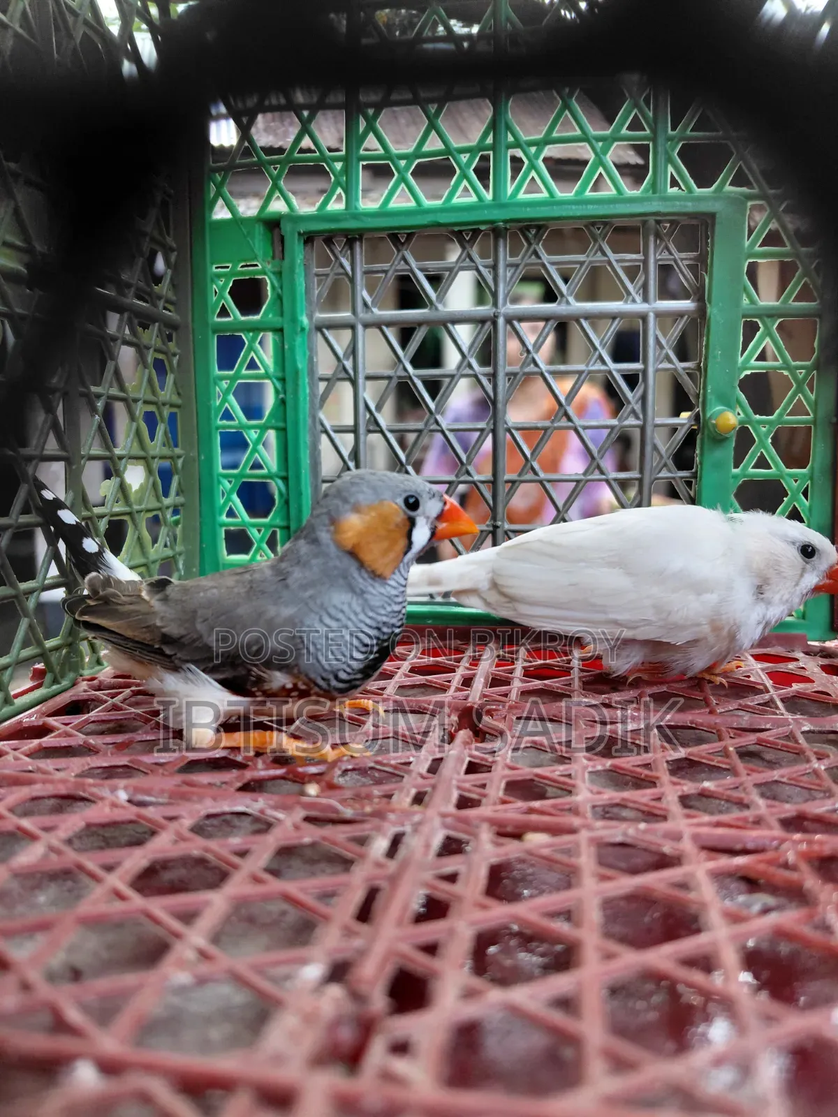 জাভা এবং ফিঞ্চ