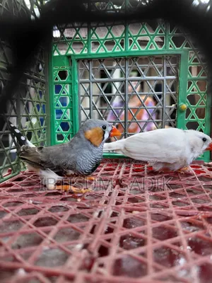 জাভা এবং ফিঞ্চ
