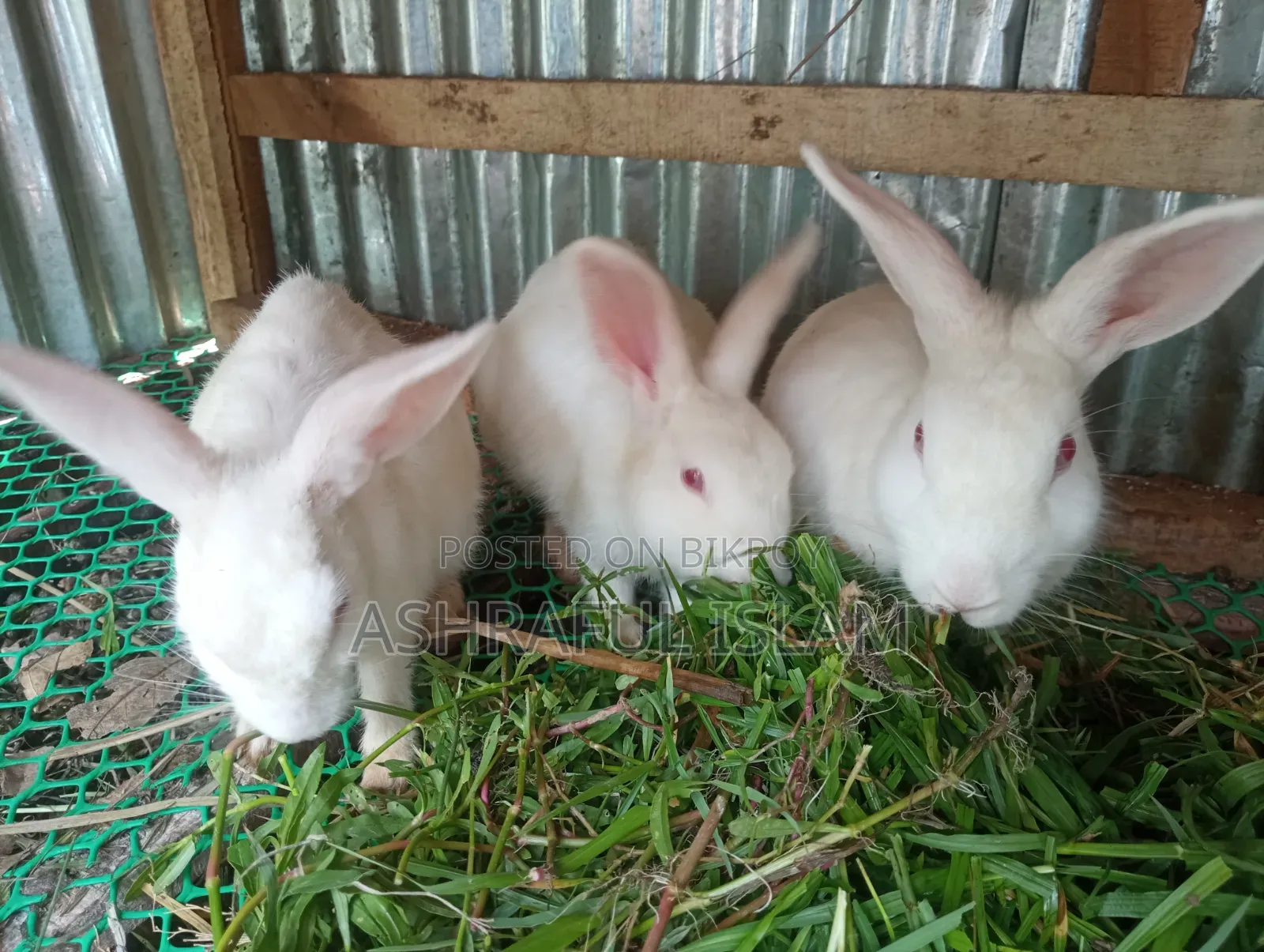 3 Large Rabbits for Sale