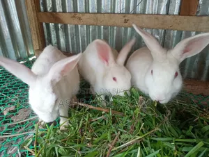 3 Large Rabbits for Sale