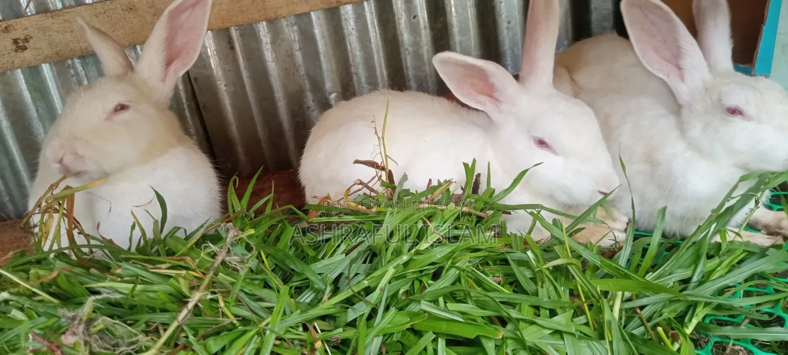 3 Large Rabbits for Sale