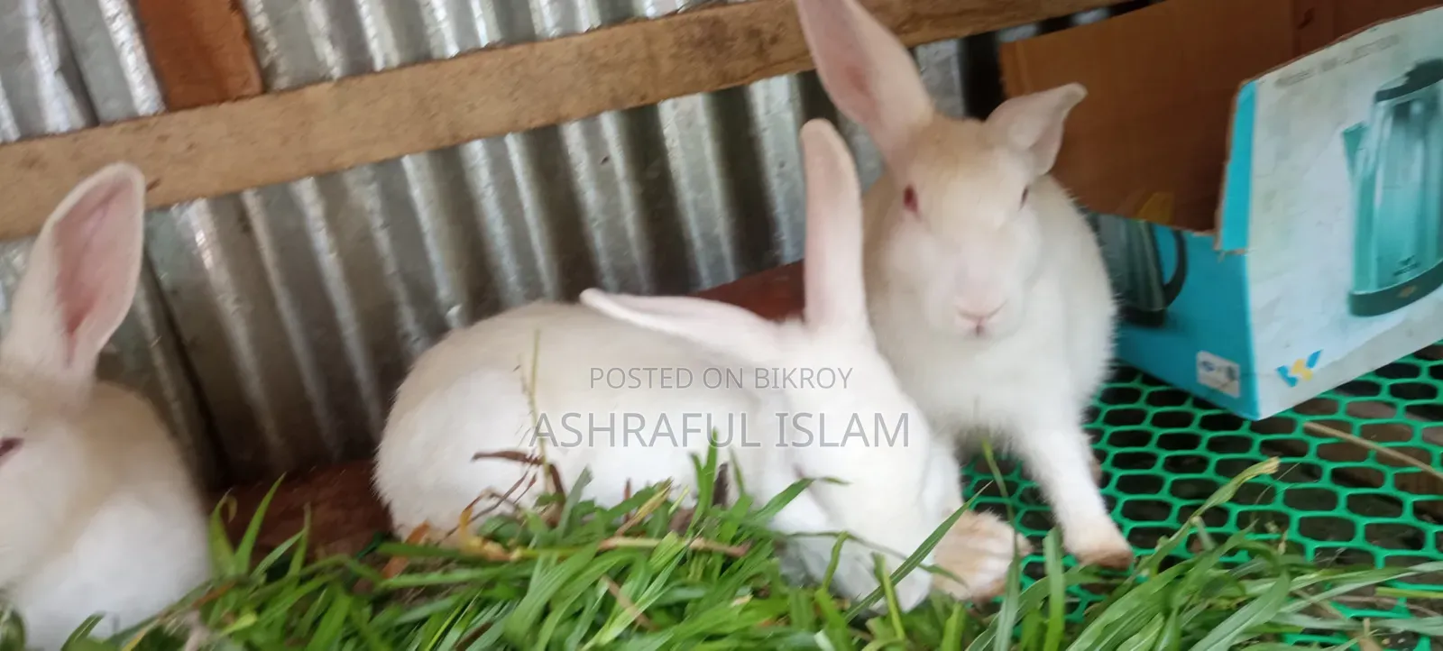 3 Large Rabbits for Sale