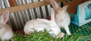 3 Large Rabbits for Sale