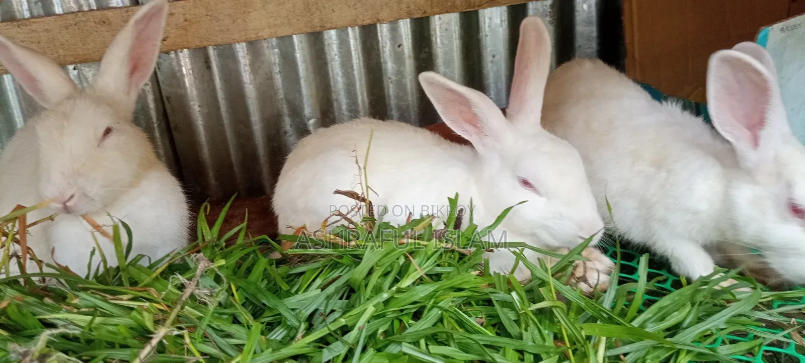 3 Large Rabbits for Sale