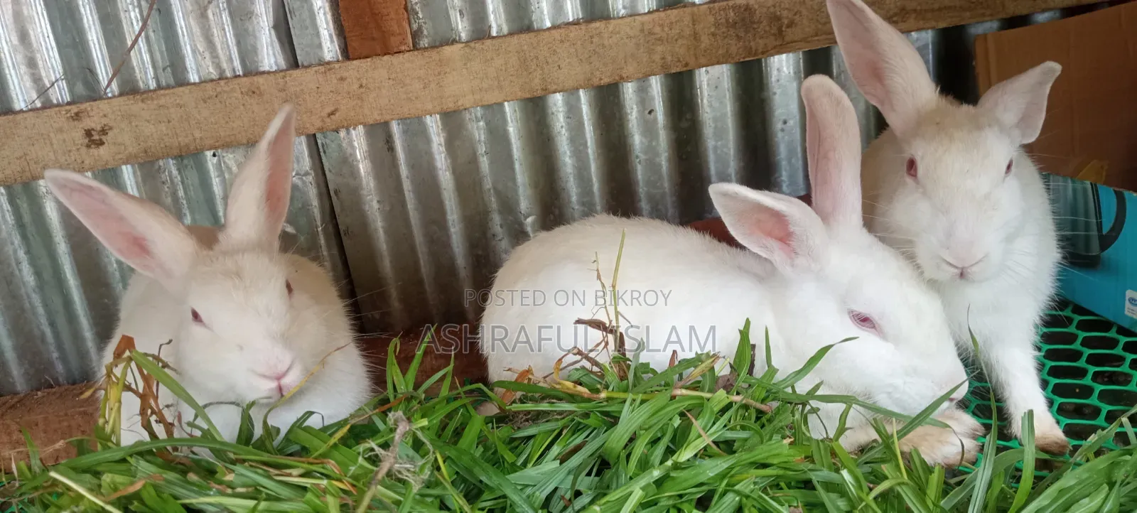3 Large Rabbits for Sale