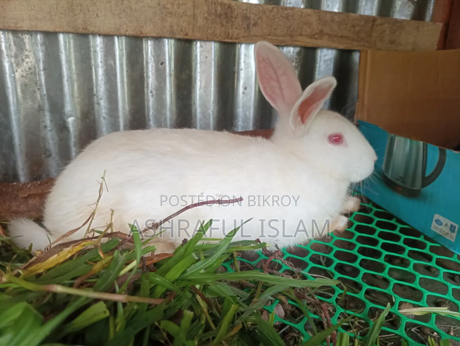 3 Large Rabbits for Sale