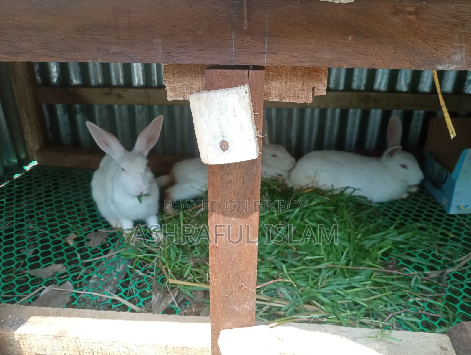 3 Large Rabbits for Sale