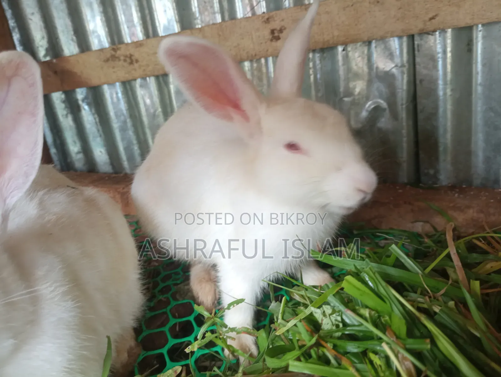 3 Large Rabbits for Sale