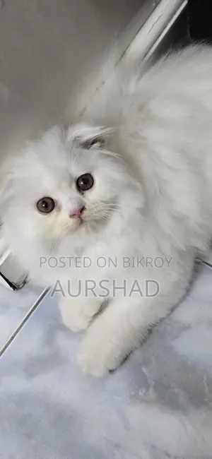 1-3 Months Female Purebred Scottish Fold