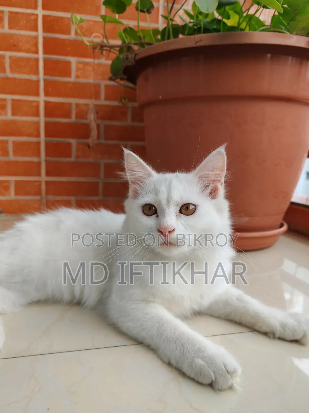 6-12 Months Female Purebred Persian