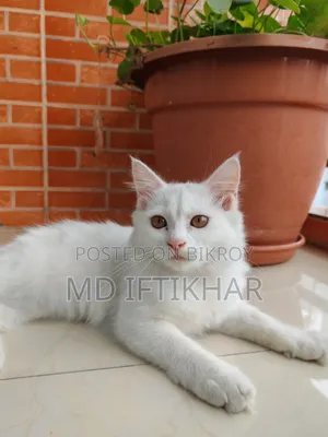 6-12 Months Female Purebred Persian