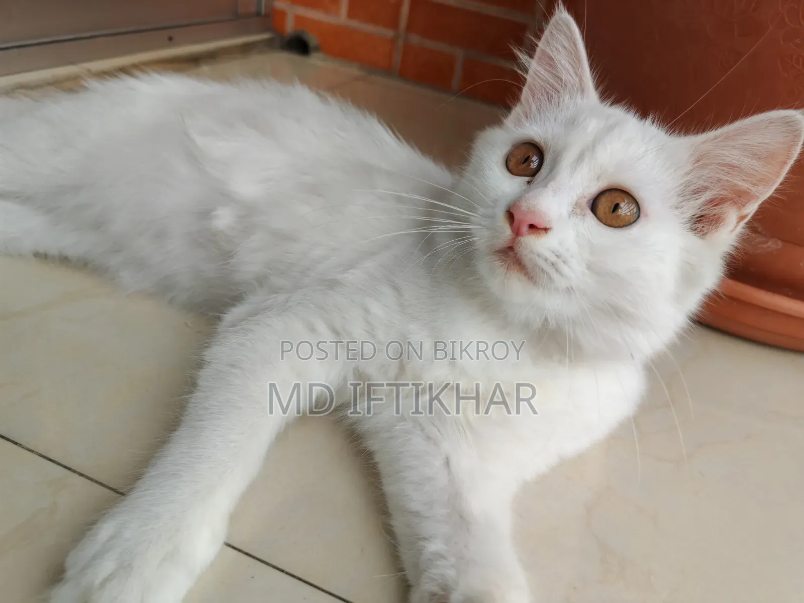 6-12 Months Female Purebred Persian