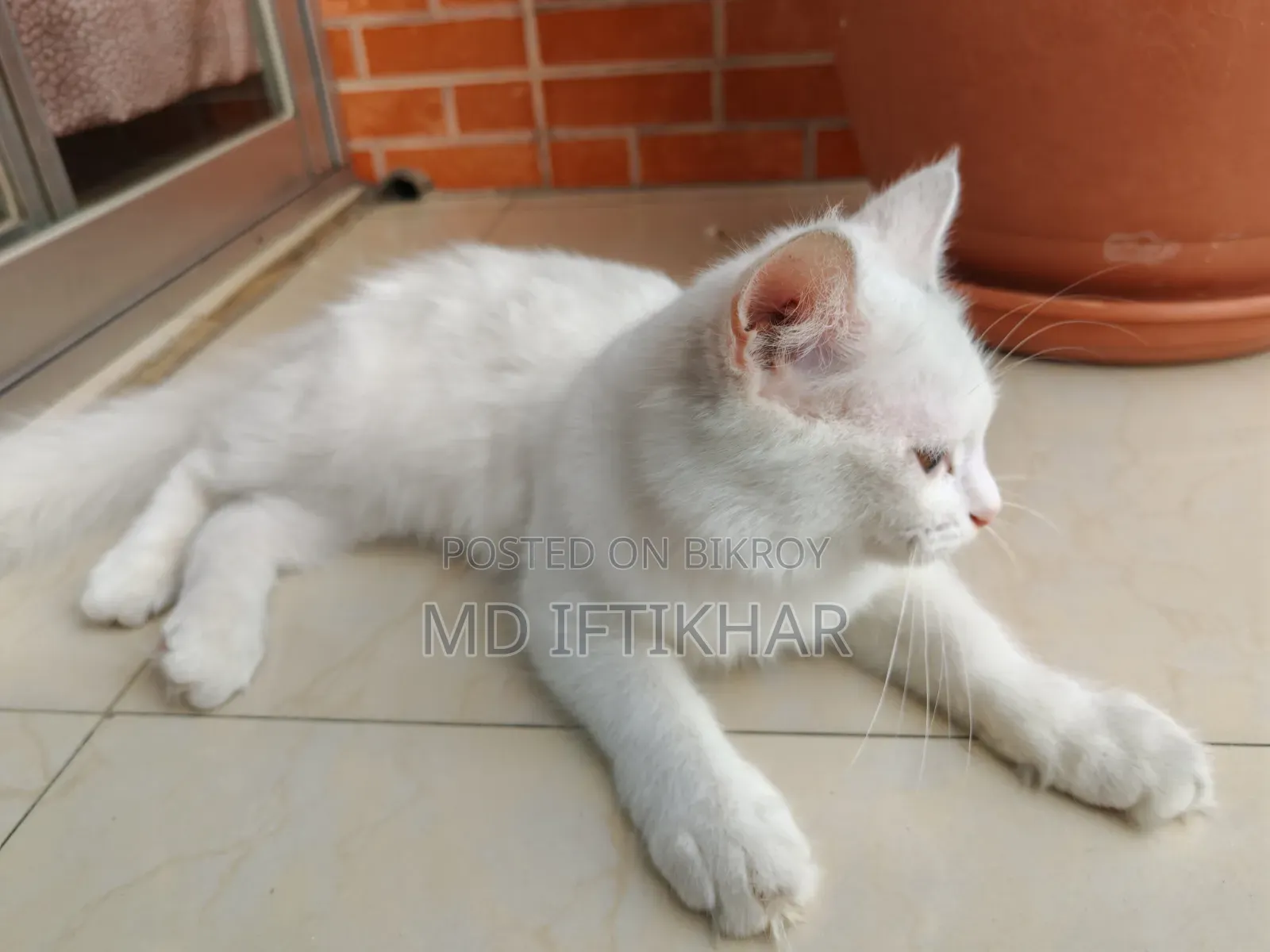 6-12 Months Female Purebred Persian