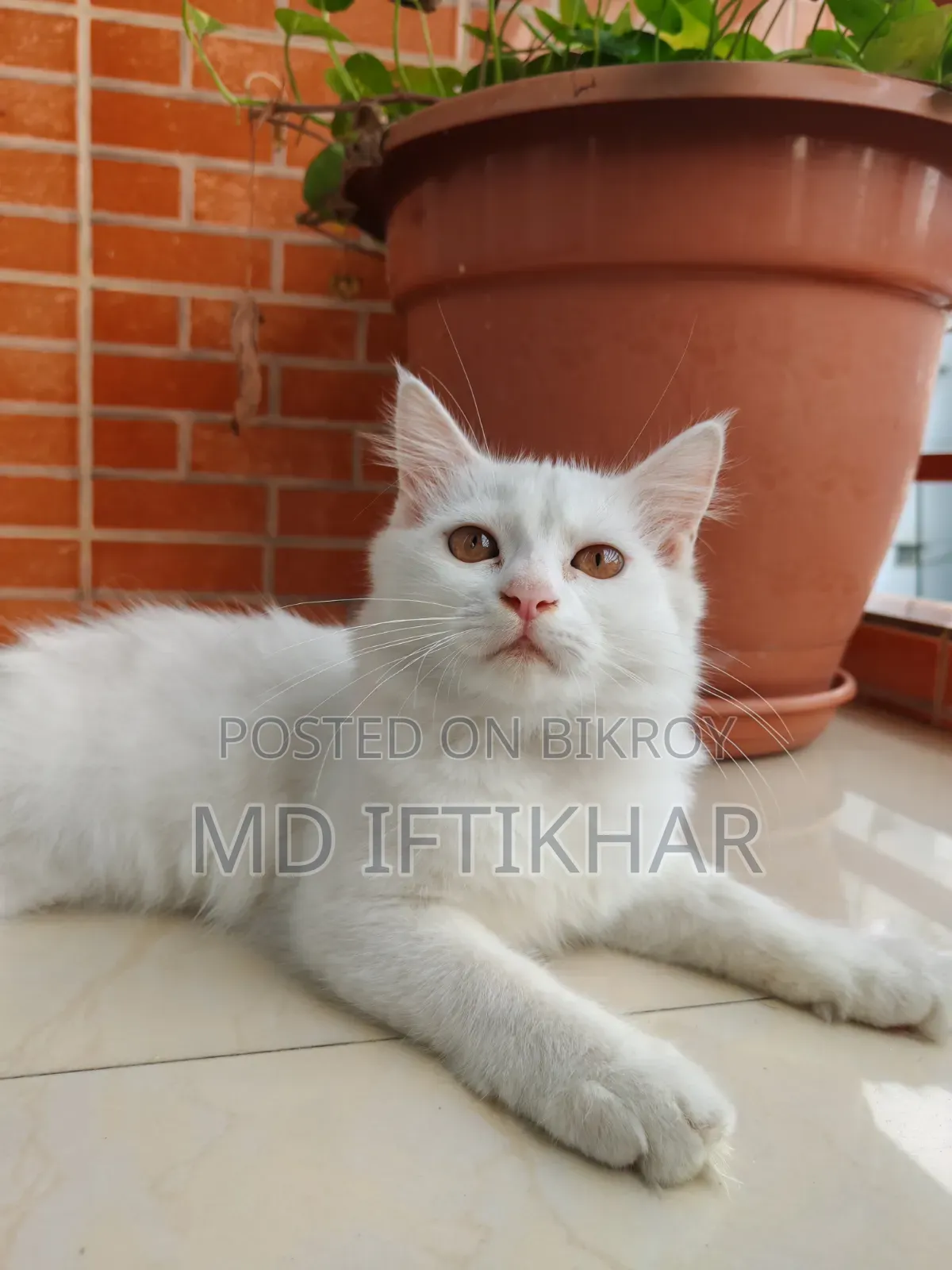 6-12 Months Female Purebred Persian