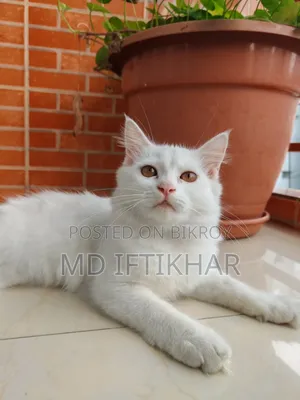 6-12 Months Female Purebred Persian