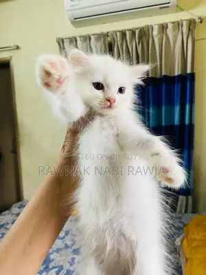 0-1 Month Male Purebred Persian
