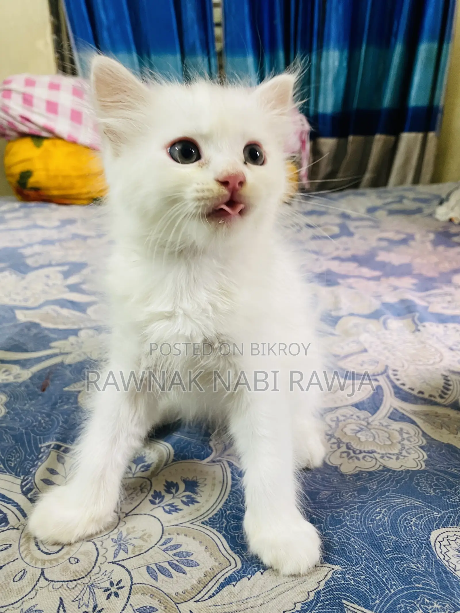 0-1 Month Male Purebred Persian