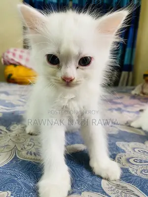 0-1 Month Male Purebred Persian