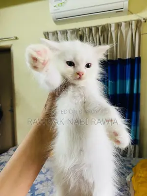 0-1 Month Male Purebred Persian