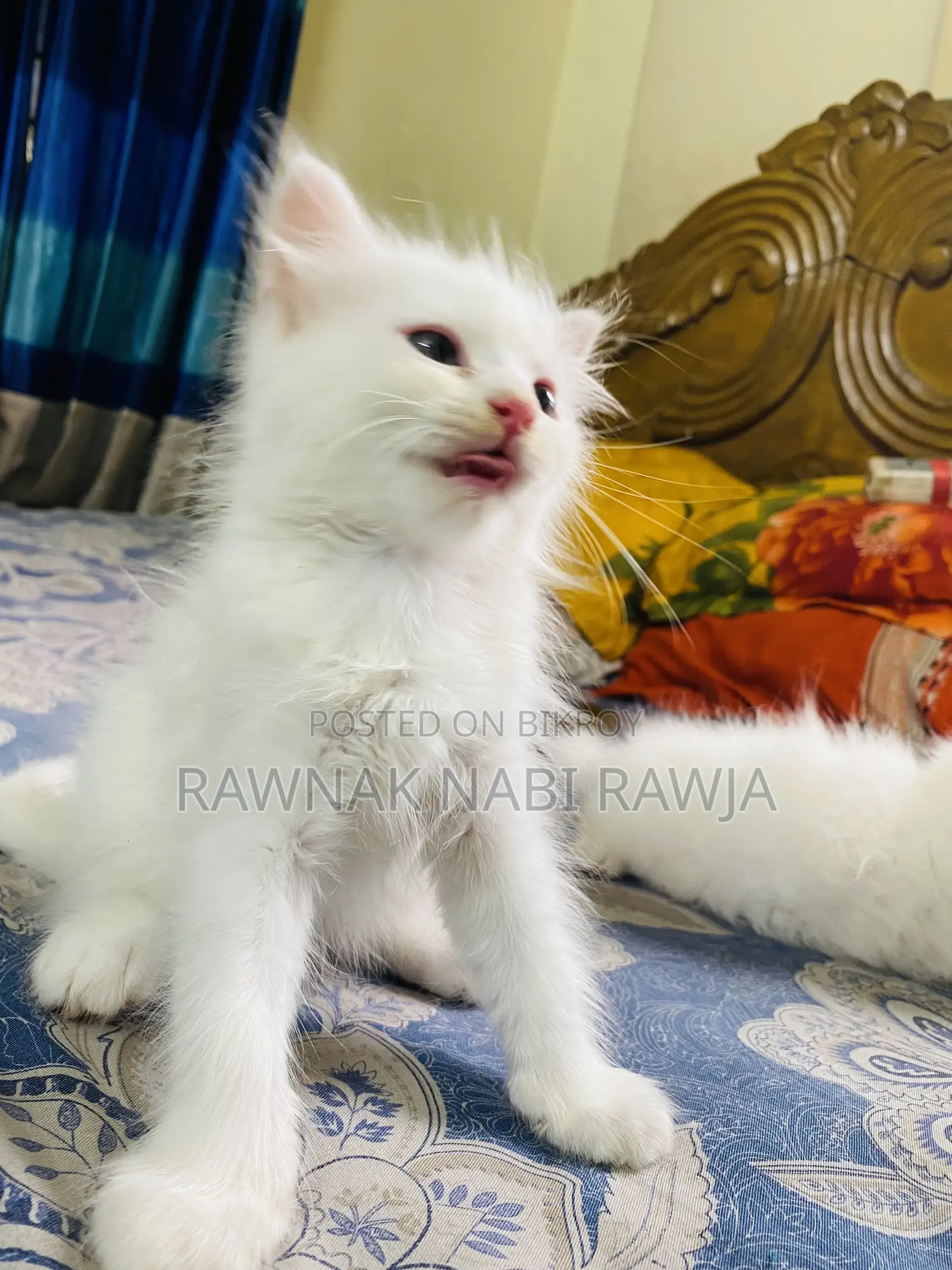 0-1 Month Male Purebred Persian
