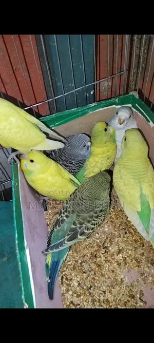 Cockatiel and Budgie Chicks for Sale