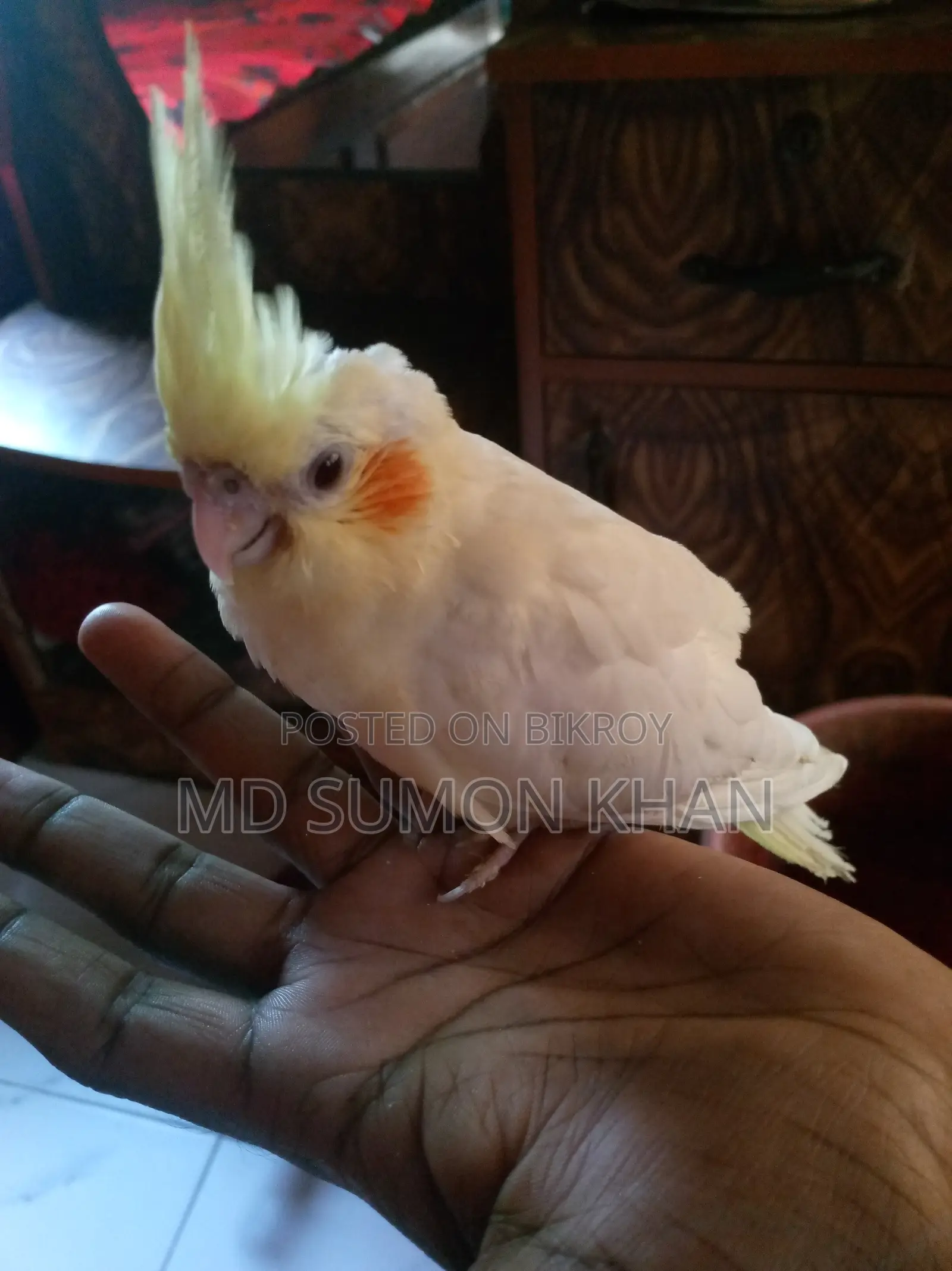 Cockatiel and Budgie Chicks for Sale