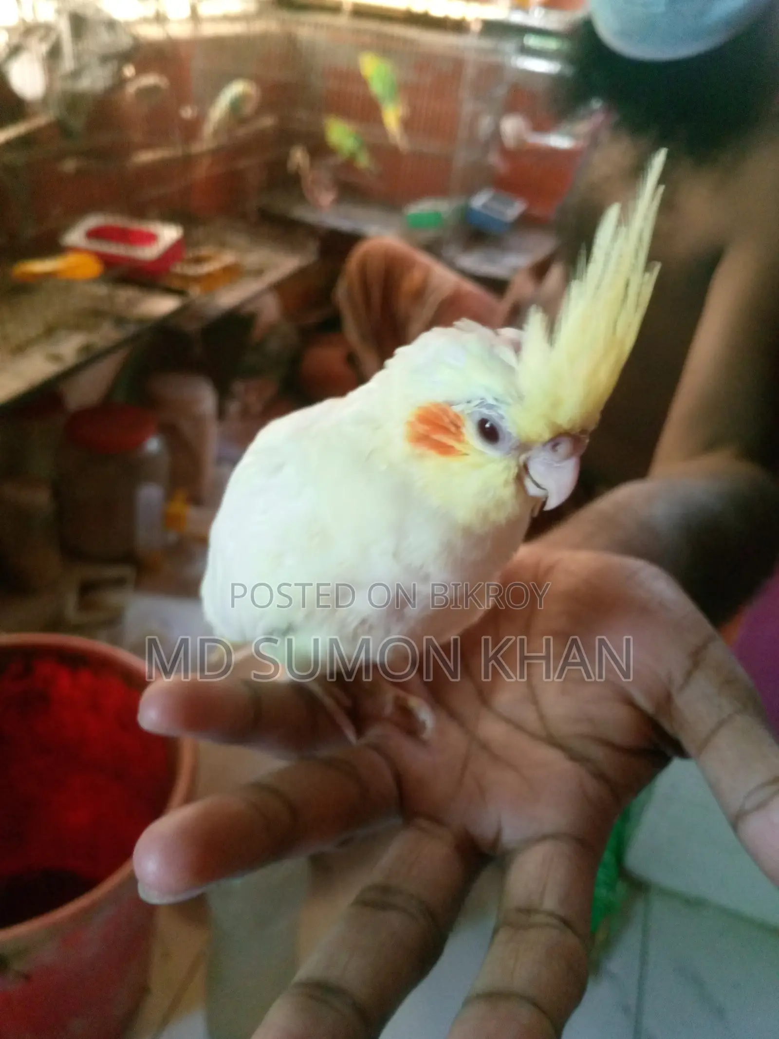 Cockatiel and Budgie Chicks for Sale