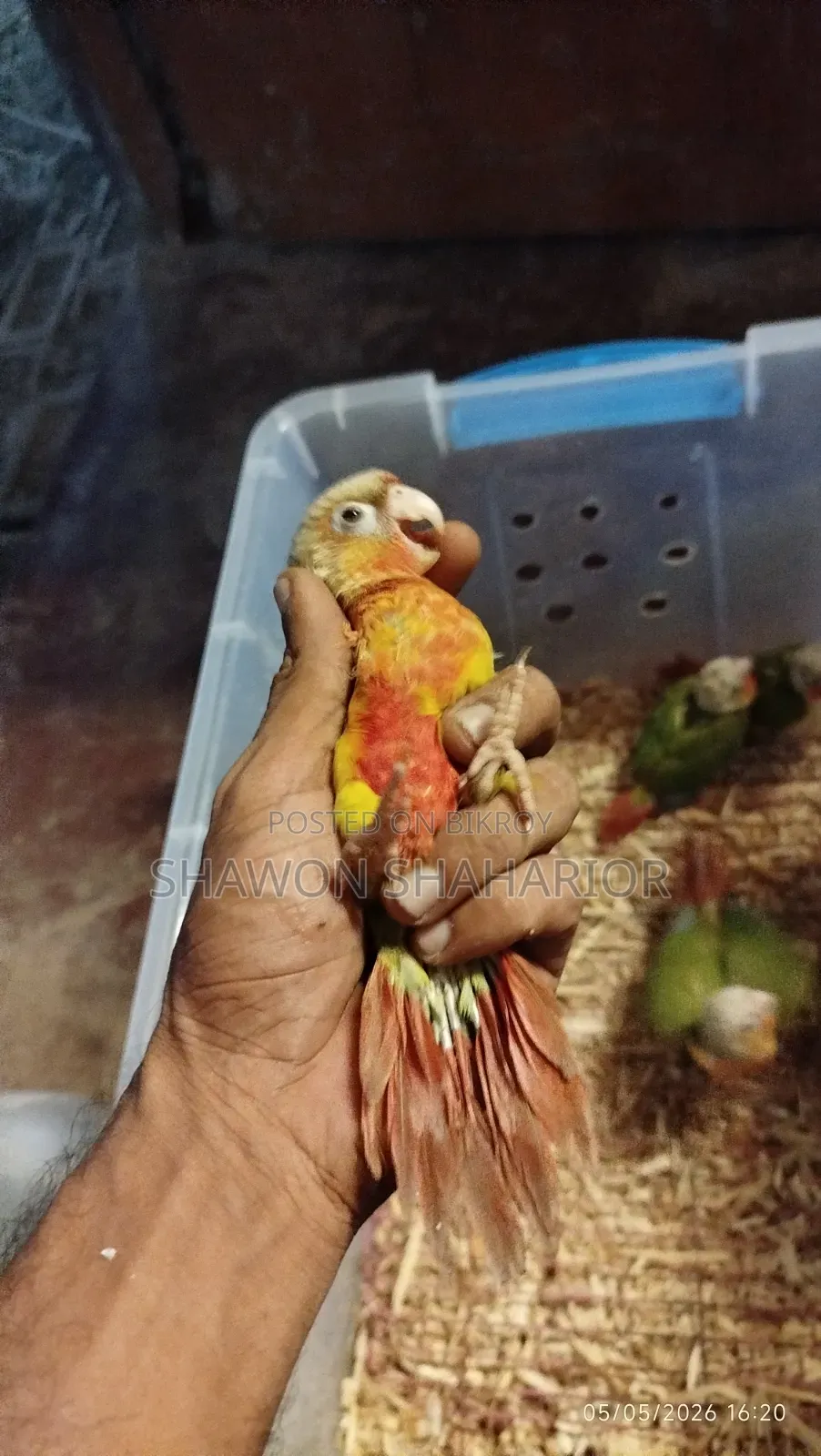 পাইনএপল কুনুর হাইপারব্রেড ফ্যাক্টর বেবি