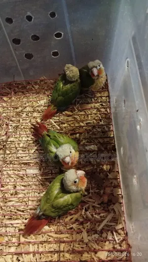 পাইনএপল কুনুর হাইপারব্রেড ফ্যাক্টর বেবি