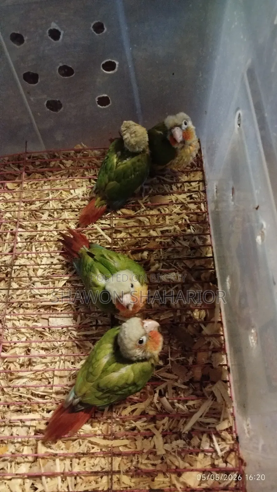 পাইনএপল কুনুর হাইপারব্রেড ফ্যাক্টর বেবি