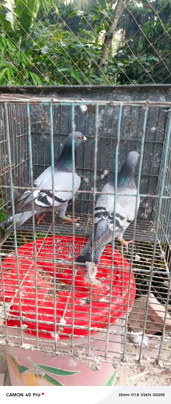 Pigeons for sale
