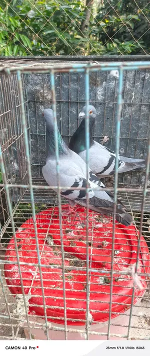 Pigeons for sale