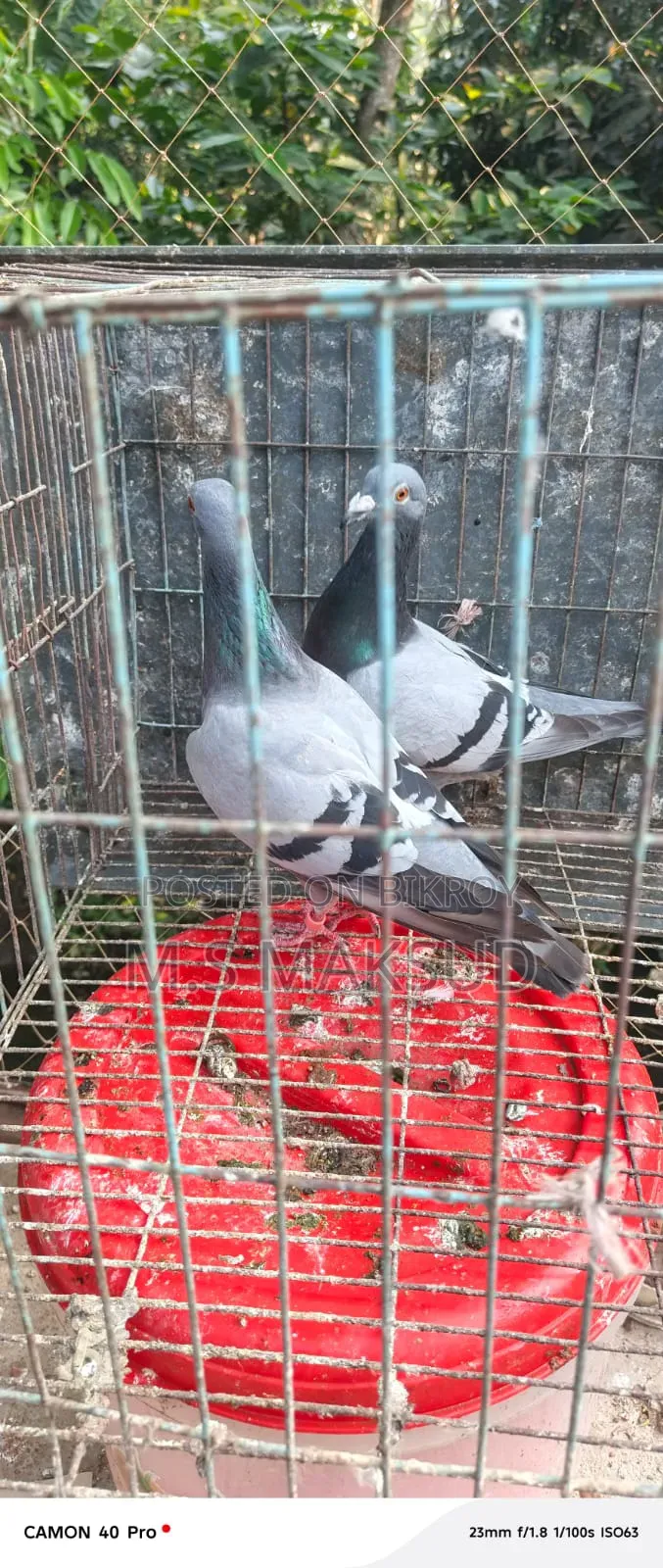 Pigeons for sale