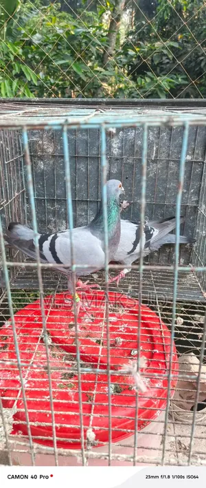 Pigeons for sale