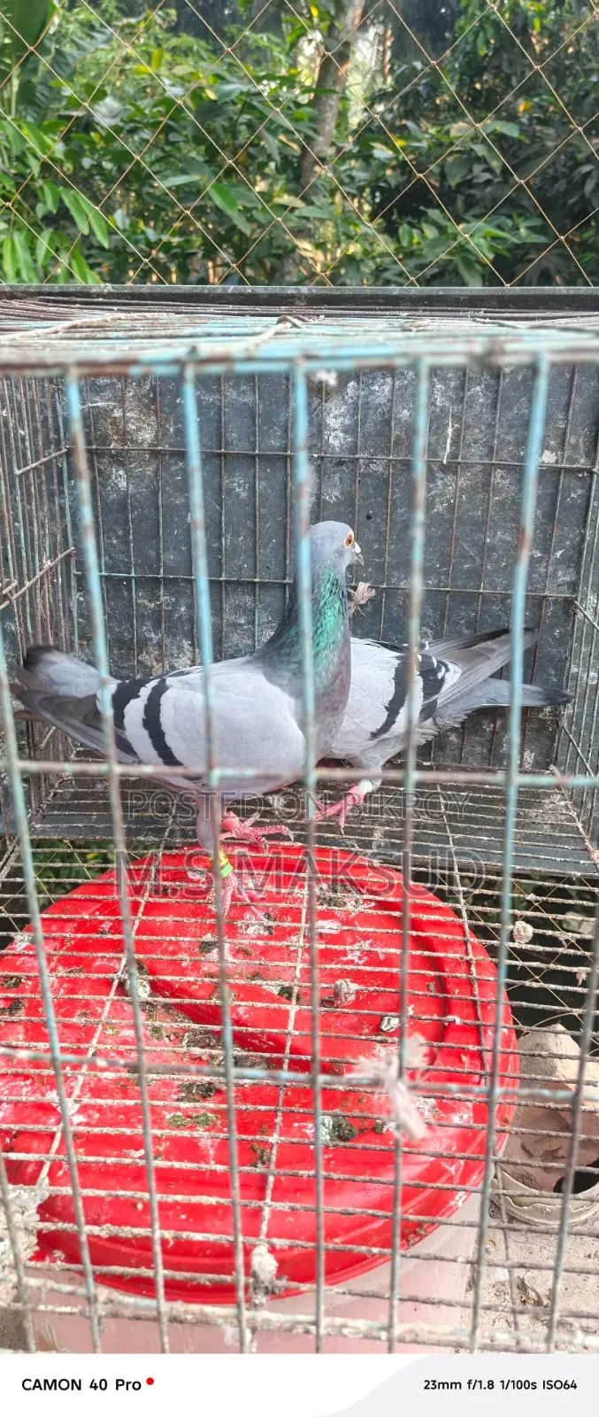 Pigeons for sale