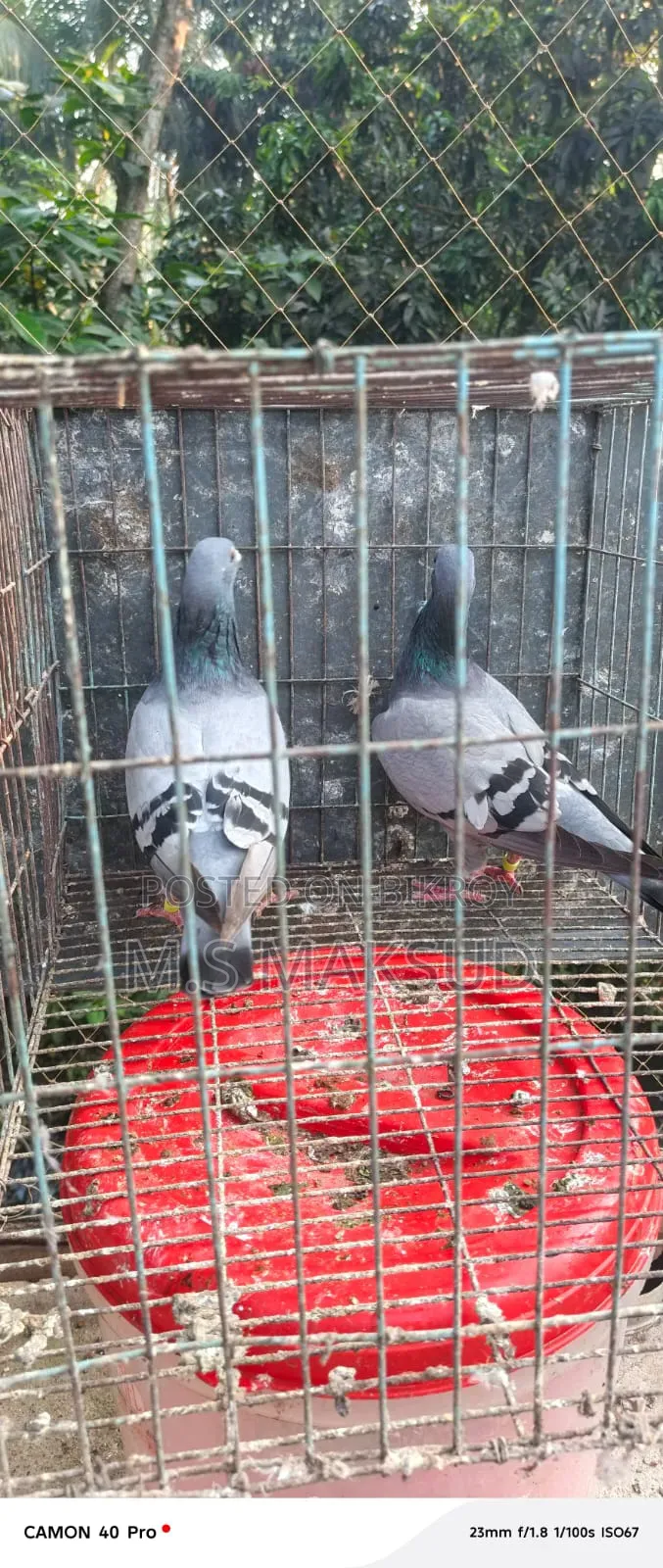 Pigeons for sale