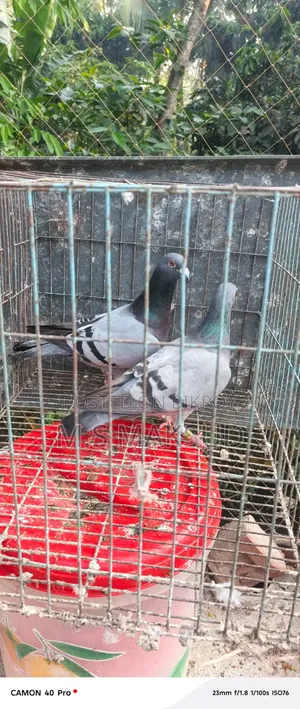 Pigeons for sale