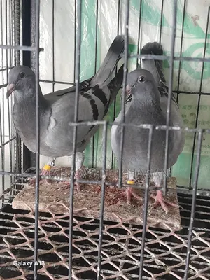03 (Three) Pairs of Zero-Feather Pigeons for Sale