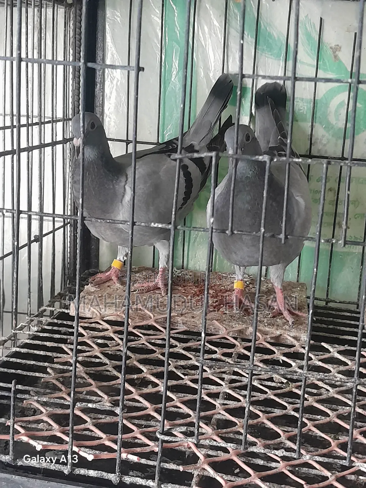 03 (Three) Pairs of Zero-Feather Pigeons for Sale